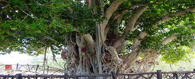 درخت سبز کیش، سرسبزی به قدمت 500 سال 