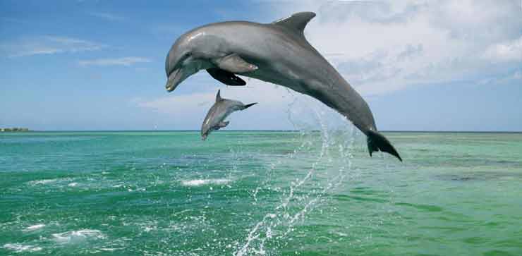 جزیره هنگام | جزیره دلفین های رقصان