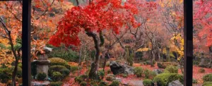 10 مکان برتر جهان برای دیدن برگ ها و رنگ های پاییزی