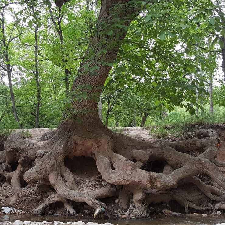 روستای استاد