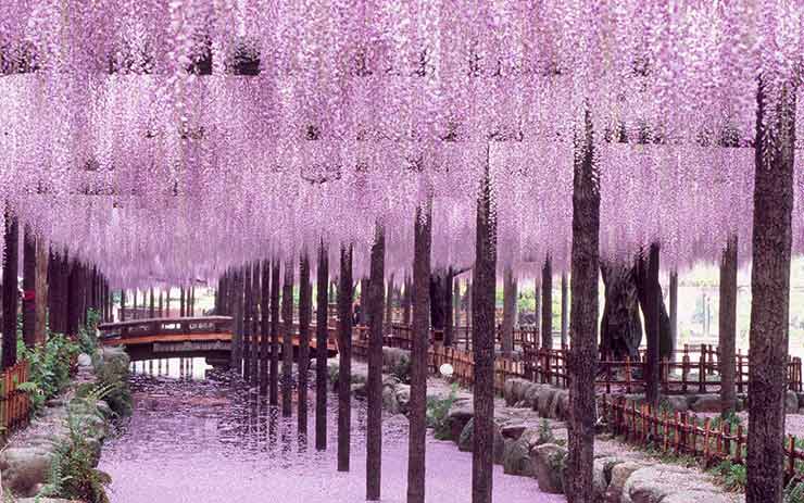 Wisteria Tunnels