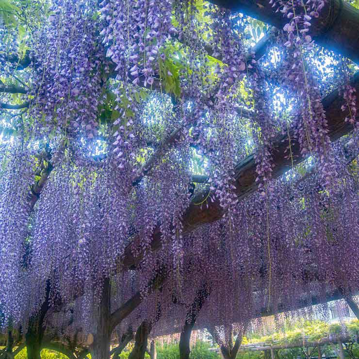 Wisteria Tunnels