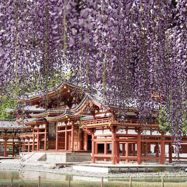 Wisteria Tunnels