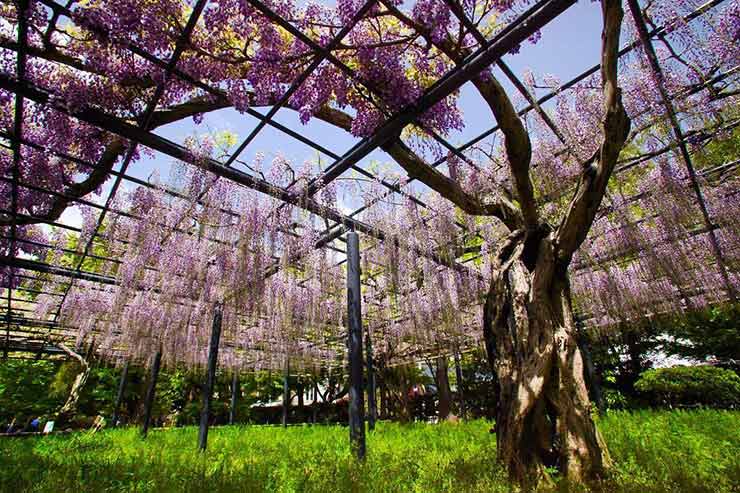 Wisteria Tunnels