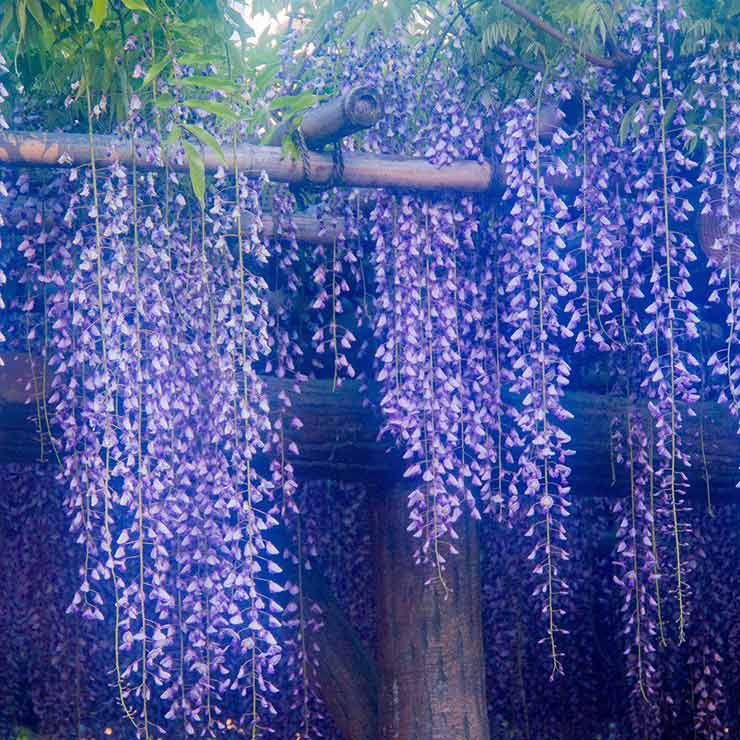 Wisteria Tunnels