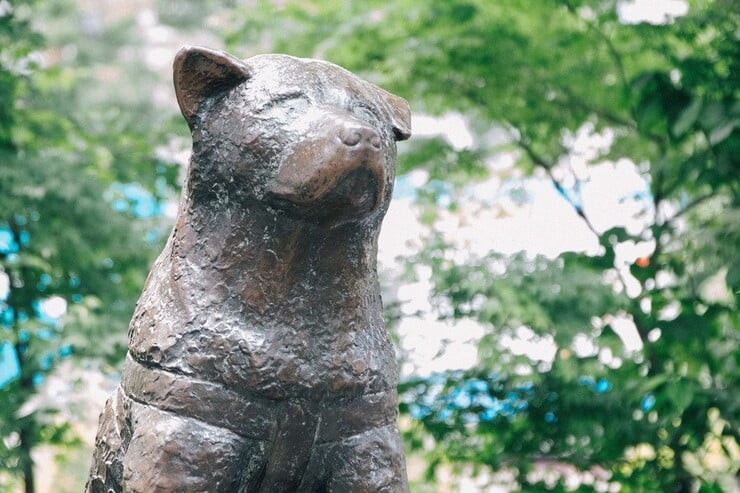  Hachiko