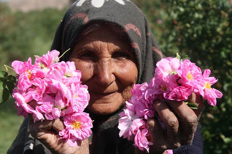 جشنواره گلاب گیری کاشان