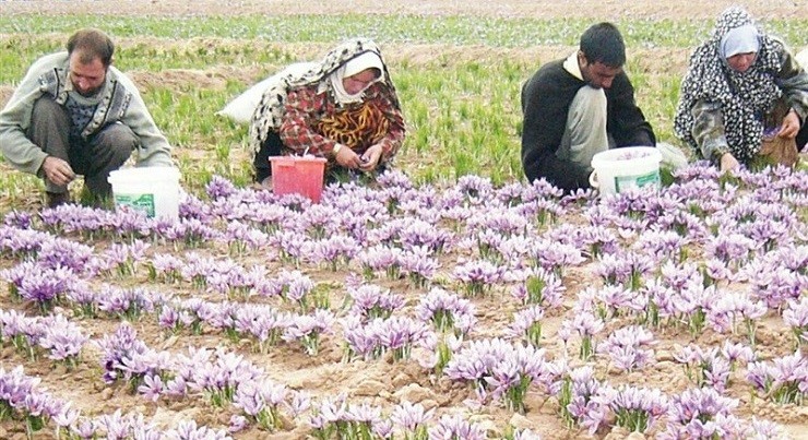 جشن برداشت زعفران سرایان