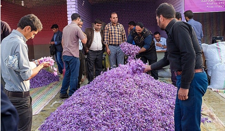 جشن برداشت زعفران سرایان