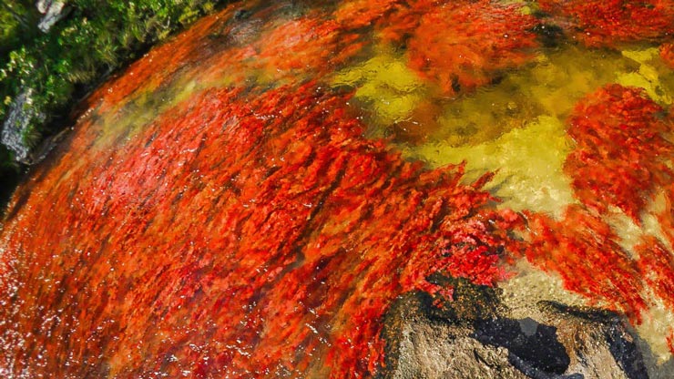 Caño Cristales