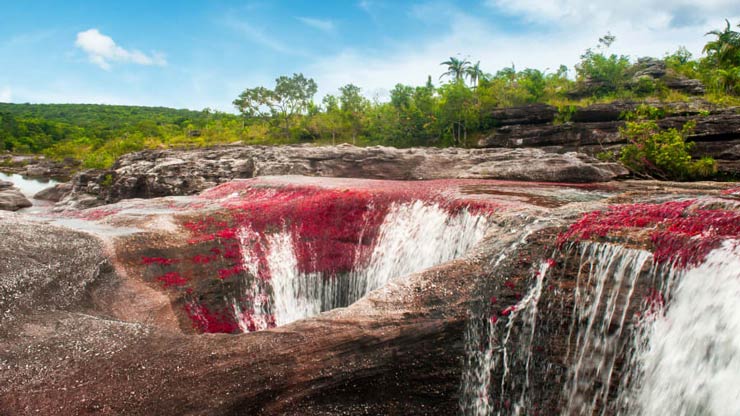 Caño Cristales