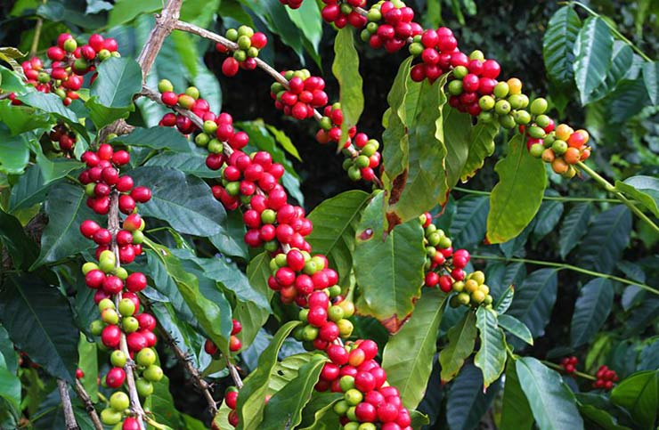 Kona Coffee Living History Farm