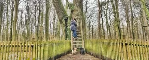درخت عروس و داماد در آلمان، تنها درخت دارنده ی آدرس در دنیا