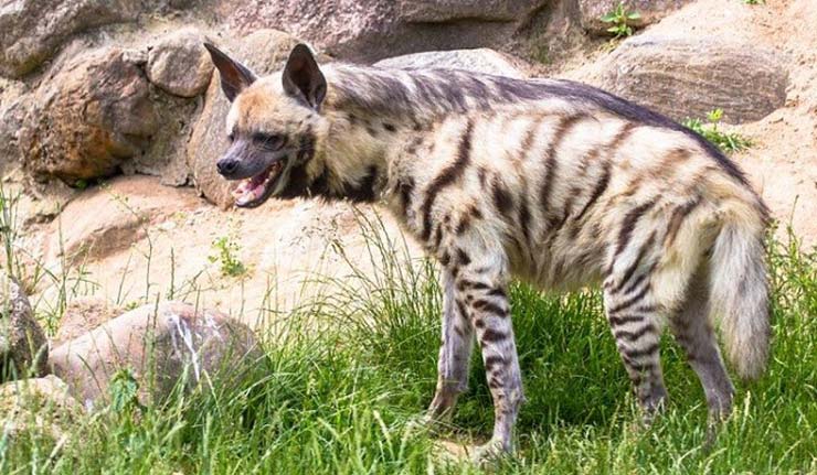 کفتار راه راه Striped Hyena