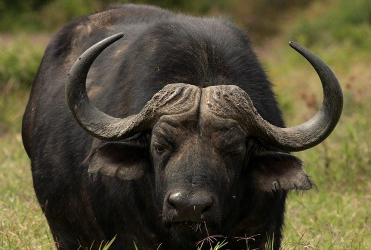 بوفالو؛ BUFFALO