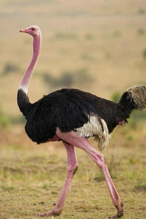 شتر مرغ آفریقای شمالی north african ostrich
