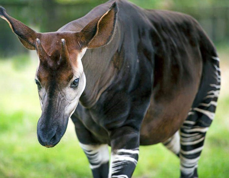 Okapi