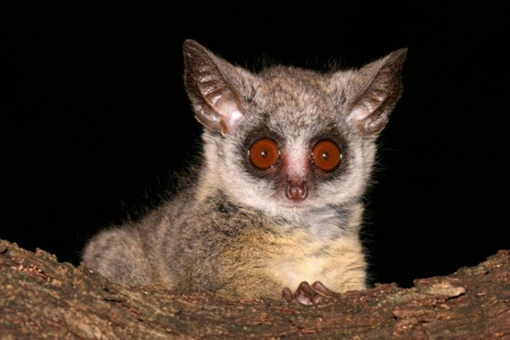 Galago