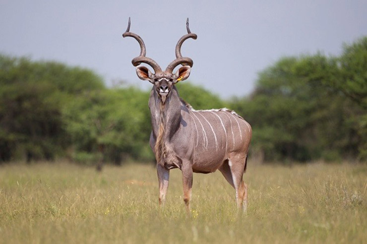 Kudu