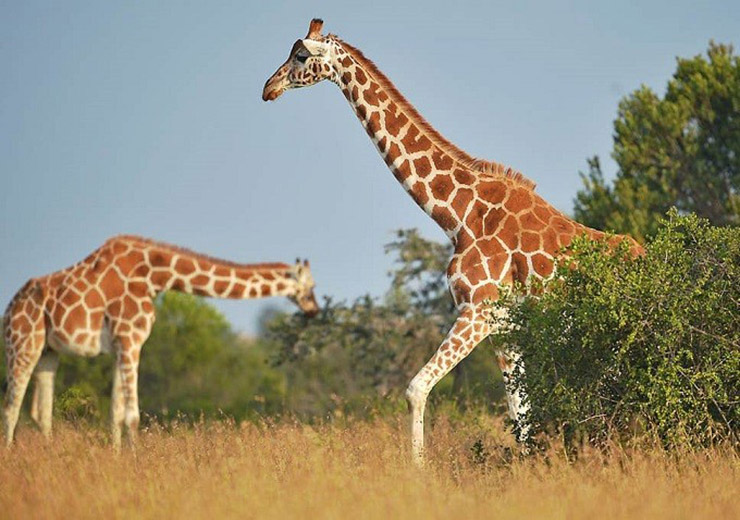 Giraffe