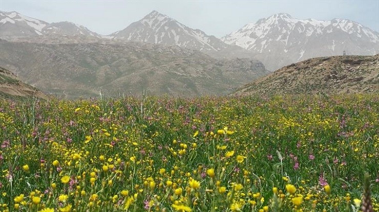 زردکوه کوهرنگ شهرکرد