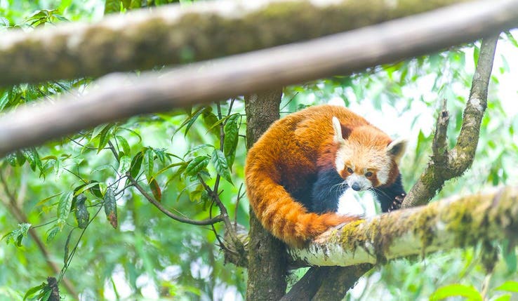 DARJEELING ZOO, INDIA