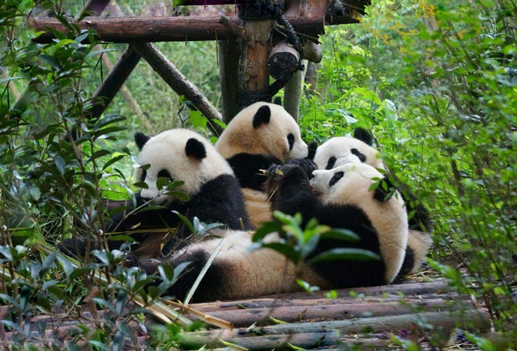 CHENGDU GIANT PANDA BREEDING CENTER, CHINA