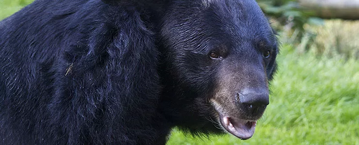 خرس سیاه آسیایی