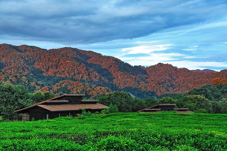 One&Only Nyungwe House