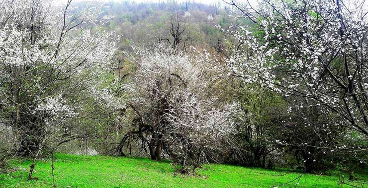 آبشار تودارک