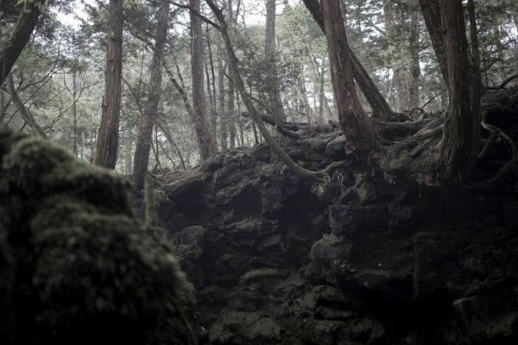 AOKIGAHARA FOREST, JAPAN