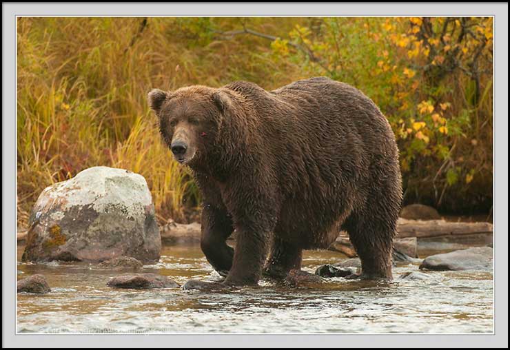 Brown bears feasting, Alaska, United States