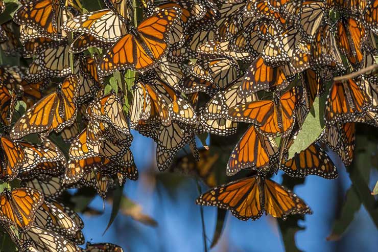 Monarch butterfly roosts, Mexico