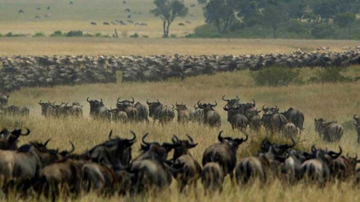 Great migration, Tanzania and Kenya