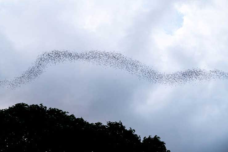 Bats of Dear Cave, Sarawak, Malaysia