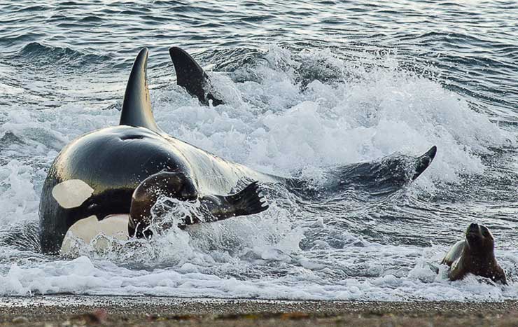 Orca feeding, Valdés Peninsula, Argentina