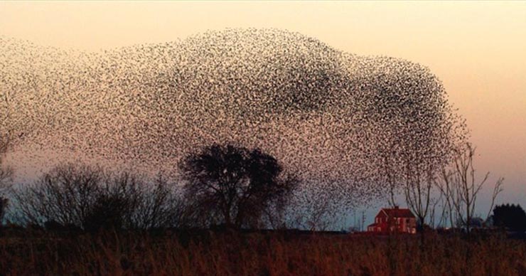 Starlings roosting, Somerset Levels, England