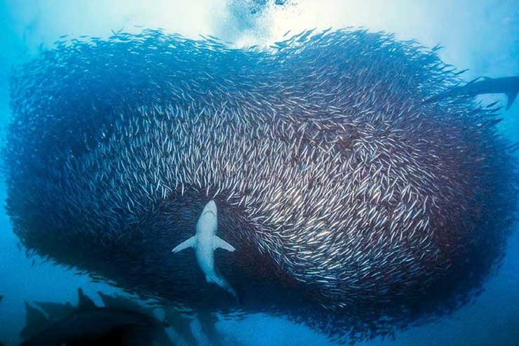 Sardine run, South Africa