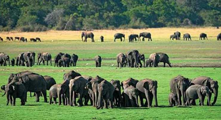 Elephant gathering, Sri Lanka