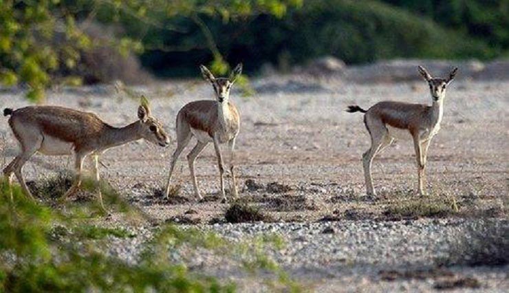 بوستان آهوان کیش