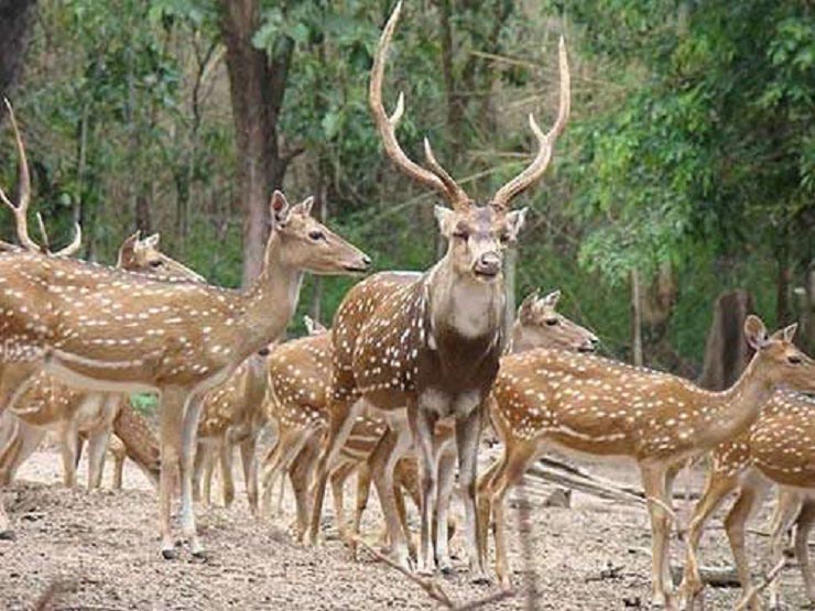 بوستان آهوان کیش