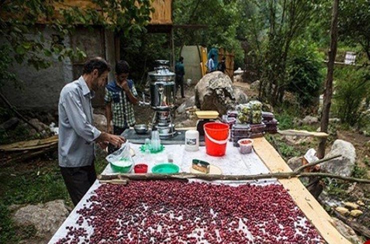 جشن زغال‌اخته روستای هیر قزوین