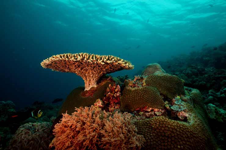 Dive the Tubbataha Reefs