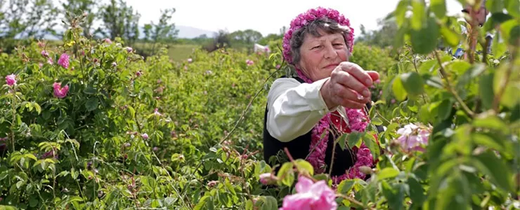 عکس هایی زیبا از دره گل سرخ در اروپا