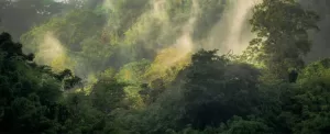 مالزی؛ گردش در یکی از قدیمی ترین جنگل های بارانی
