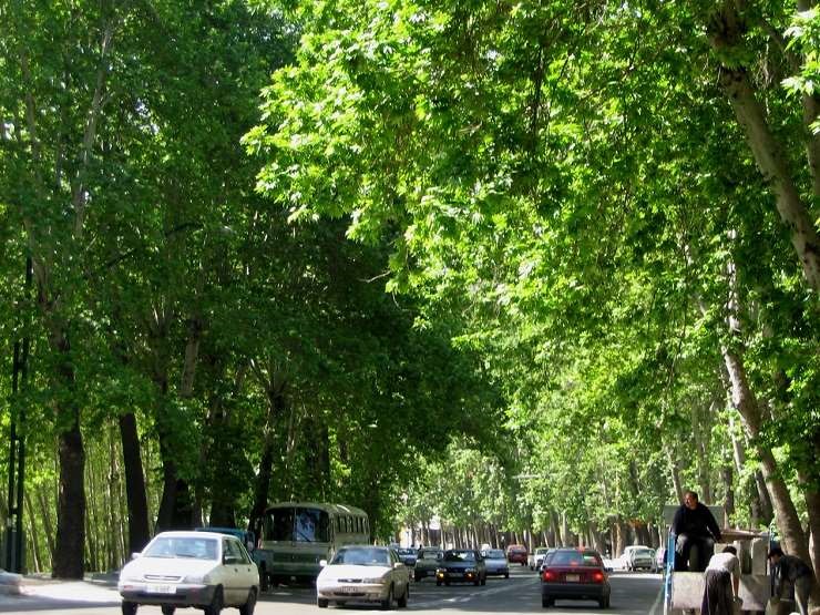 درختان سرسبز خیابان ولیعصر