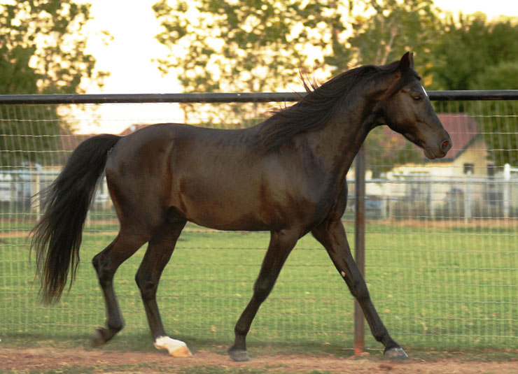 Equus ferus caballus