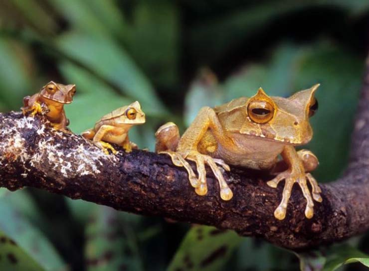 Gastrotheca cornuta