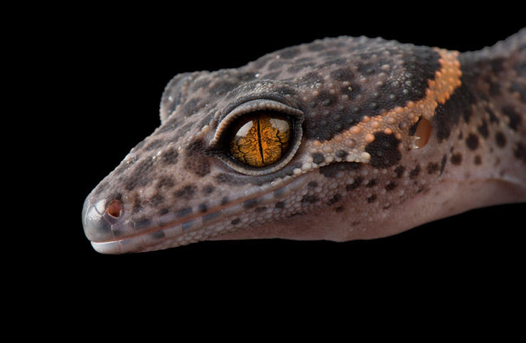 Phoboscincus bocourti (terror skink) and Correlophus ciliatus (crested gecko)—New Caledonia