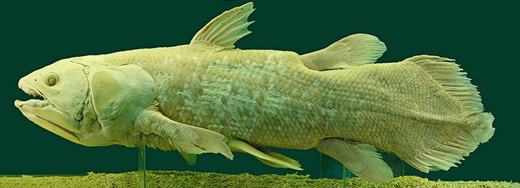 Coelacanthiformes